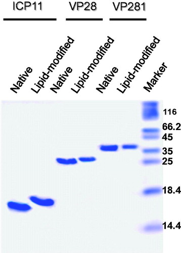 Figure 6. Tricine-SDS-PAGE profile showing the migration difference between purified native (lanes 1,3,5) and lipid-modified (lanes 2,4,6) ICP11, VP28 and VP281. Apparently homogenous preparations in the soluble state can be deduced from the analysis of 5 µg (VP28 and VP281) and 10 µg (ICP11) proteins loaded.