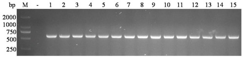 Figure 3 VHHGPC3 positive clones were identified by PCR. M: DNA Marker DL2000. -: Negative control. Lanes 1–15: Positive clones.