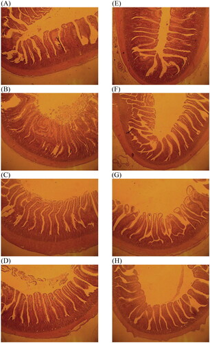 Figure 2. Photomicrography of jejunum and ileum of 35d broiler fed with control and PE. (A) Control, jejunum (B) 0.5% PE, jejunum (C) 1% PE, jejunum (D) 2% PE, jejunum (E) Control, ileum (F) 0.5% PE, ileum (G) 1% PE, ileum (H) 2% PE, ileum. PE: Phyllanthus emblica leaves and branches mixture. Haematoxylin and eosin stain (40×) (method according to Tsai et al. (Citation2021)).