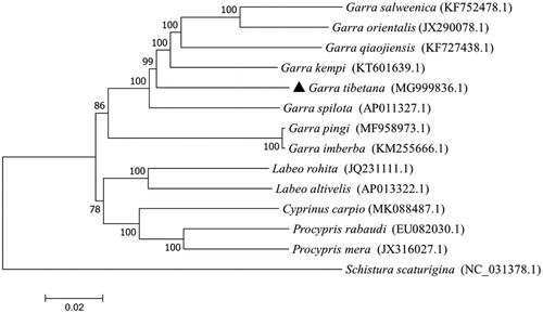 Figure 1. A neighbor-joining (NJ) tree of the G. tibetana. The phylogenetic tree was inferred from the nucleotide sequences of 14 mitogenome using ML methods. Schistura scaturigina was selected as an outgroup.