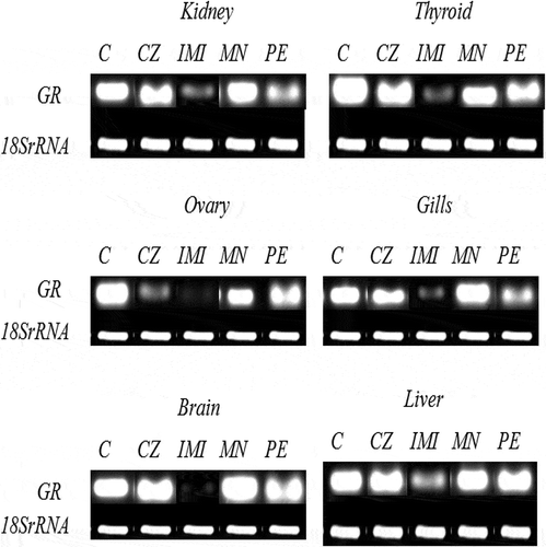 Figure 2. 2% agarose gene expression images of GR—glucocorticoid receptor in kidney, thyroid, ovary gills, brain and liver. C—control, CZ—curzate, IMI—imidacloprid, MN—micronutrient mixture, PE—pyzosulphuron ethyl.