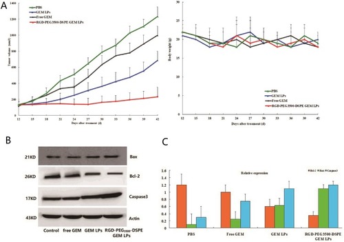 Figure 6 (A) SKOV3 xenograft tumor growth inhibition by GEM in different formulations; (B) Western blot analysis of the expression bcl-2, bax and caspase 3 protein in tumor tissue after different treatments; (C) The expression levels of bcl-2, bax and caspase 3 protein in different treatments groups.