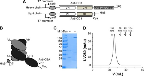 Figure 1 Expression and purification of S-Fab from E. coli.Notes: (A) The bacterial S-Fab expression constructs contain a pelB signal sequence, anti-CD3 (human UCTH1 clone) VH (or VL) and CH1 (CL), and anti-CEA-VHH. To facilitate antibody detection and purification, a flag-tag and his6-tag were added to the C-terminal end of the heavy and light chains, respectively. (B) Schematic representation of S-Fab after co-expression. (C) Coomassie blue-stained SDS-PAGE chromatogram of purified S-Fab after the two-step purification. + indicates reducing condition (2 μM 2-mecaptoethanol); - indicates nonreducing condition (no 2-mecaptoethanol). (D) Gel filtration analysis showing that the molecular weight of S-Fab was ~130 kDa. M (kDa), molecular weight markers (kilodalton).Abbreviations: CEA, carcinoembryonic antigen; E. coli, Escherichia coli; S-Fab, single-domain antibody-linked Fab; SDS-PAGE, sodium dodecyl sulfate polyacrylamide gel electrophoresis; UV, ultraviolet.