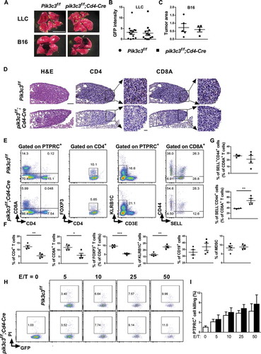 Figure 5. Unaltered melanoma metastases in mice with a T cell-specific Pik3c3 deletion. Mice were challenged with 2 × 106 luciferase-GFP-expressing Lewis lung carcinoma (LLC) cells or 5 × 105 B16 melanoma cells by tail-vein injection. Tumor-challenged mice (LLC, 2 weeks post-challenge; B16, 4 weeks post-challenge) were sacrificed to quantify the tumor signal intensity or measure the tumor area. (A) Representative images. Scale bar: 10 mm. (B) Tumor (relative) GFP intensity of LLC-challenged mice from three independent experiments were pooled and plotted. (C) Tumor (relative) area of B16-challenged mice. (D-G) Mice challenged with 2 × 106 luciferase-GFP-expressing LLC cells were sacrificed at week 2, and their tumors were collected for histology and immune cell phenotyping. (D) Representative H&E and IHC images of different tumor sites from the same mouse are shown. Scale bar: 100 μm (large panels), 20 μm (magnified panels). (E) Gating strategy and frequencies of CD4+ T cells, CD8A+ T cells, CD4+FOXP3+ Tregs, CD3E− KLRB1C+ NK cells, and CD44 and SELL expression on CD8A+ T cells. (F and G) Summary of the frequency of immune cells, as shown in (E). (H and I) GFP-expressing LLC cells were cocultured with PTPRC+ cells isolated from LLC-challenged Pik3c3f/f and pik3c3f/f;Cd4-Cre mice at an effector-to-target ratio (E/T) of 0:1, 5:1, 10:1, 25:1, and 50:1 for 4 h. The data shown are the average ± SEM. *p < 0.05, **p < 0.01, ***p < 0.001