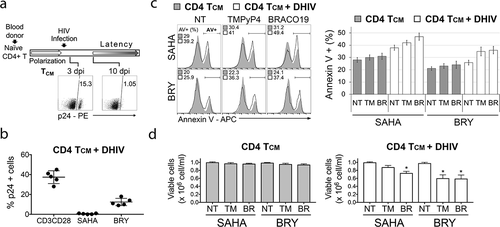 Figure 4. G4 ligands enhance LRA-mediated killing of HIV latently infected primary CD4 TCM cells. (a) Procedure used to generate primary CD4 TCM cells latently infected with HIV-1. dpi, days post-infection. (b) The level of established latency in primary CD4 TCM cells was assessed by the intracellular staining for Gag p24 after αCD3/αCD28 activation. Latency reversal mediated by SAHA (110 nM) and Bryostatin (BRY; 10 nM) is shown for comparison. (c) On day 11 post-infection, cultures of infected and uninfected primary CD4 TCM cells were treated with BRACO19 (20 μM) or TMPyP4 (15 μM) in the presence of SAHA (110 nM) or Bryostatin (BRY, 10 nM), and analyzed for the rate of apoptosis and viable cell count 24 h later. Cells were stained with APC-conjugated Annexin V. The left panel shows representative flow cytometry histograms for uninfected and HIV-1 infected (+ DHIV) CD4 TCM cultures from the same blood donor treated with different drugs. The numbers in the histograms indicate the percentage of cells that stained positively with Annexin V (AV+). The right panel shows the mean percentage of apoptotic (Annexin V+) cells (n = 5 donors) after treatment with the following drugs: NT – not treated cells; TM – TMPyP4; BR – BRACO19. (d) Graphs show viable cell counts determined for uninfected and HIV-1 infected CD4 TCM cultures treated with LRAs together with G4 binding ligands. Viable cell counts and viability were analyzed by trypan blue exclusion assay and Vi-CELL Cell Viability Analyzer. Significance (P < 0.05) was determined by 2-tailed, paired-samples t test. *P < 0.05.