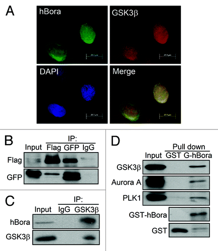 Figure 2. GSK3β interacts with hBora in vivo and in vitro. (A) The colocalization of GSK3β and hBora in G2/M U2OS cells. At 14 h release from thymidine, U2OS cells were fixed and subjected to immunofluorescence staining with GSK3β (red), hBora (green) and DAPI (nucleus, blue), followed by fluorescence microscopy analysis. (B) GSK3β interacts with hBora in vivo. Flag-hBora and GFP-GSK3β-coexpressing HEK293T cell extracts were subjected to immunoprecipitation assay using anti-Flag or anti-GFP antibodies. IgG was used as a negative control. (C) Endogenous hBora interacts with GSK3β. As described in (B), Nocodazole-synchronized U2OS were subjected to immunoprecipitation assay using anti-GSK3β antibody. (D) hBora interacts with GSK3β in vitro. HEK293T cell extracts were subjected to GST pull-down with either GST or GST-hBora. The bound proteins were detected by western blotting using the indicated antibodies.