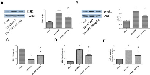 Figure 7 EPZ004777 attenuated oxidative stress and inhibited the PI3K/AKT pathway in rats.