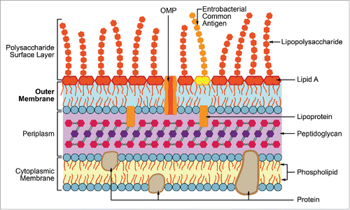 Figure 1. The Gram-negative cell wall structure. Adapted from (Silhavy, Kahne and Walker).