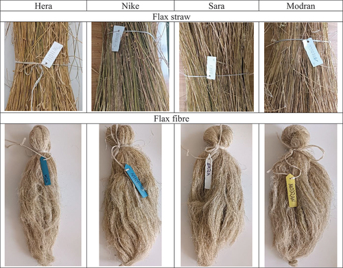 Figure 1. The plants materials in form of flax straw and flax fiber.
