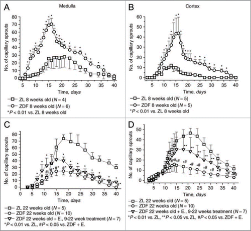 Figure 1 Ex vivo angiogenesis in 3-dimensional matrigel cultures of fragments of the renal cortex or medulla obtained from 8-week-old and 22-week-old Zucker diabetic fat rats. Note that at the time of initiation of diabetes angiogenesis is enhanced, whereas at 22 weeks of age, when ECD is rampant, capillary sprouting is suppressed. These ex vivo findings were supported by the finding of a similar dynamics of microvascular density in the kidneys of these rats. Modified from ref. Citation40.