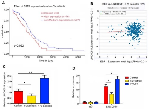 Figure 3 LINC00511 was transcriptionally regulated by ESR1. (A) Kaplan–Meier curves of OS for OV with high or low/medium expression of ESR1. (B) The correlation between LINC00511 and ESR1 expression in 548 OV patients according to UCEC database. (C) The expression of LINC00511 was decreased after adding Fulvestrant, while 17β-E2 increasing LINC00511 expression. (D) ChIP-derived DNA was amplified by qRT-PCR. The levels of qPCR products are expressed as a percentage of input DNA. Fulvestrant and 17β-E2 decreased and increased the level of LINC00511, respectively. *P<0.05, **P<0.01 vs control. 17β-E2 shorts for 17β-Estradiol.