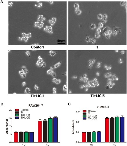 Figure 2 Cell morphology and proliferation.Notes: (A) Morphology of RAW macrophages obtained by a light microscope. Scale bar: 50 μm. (B) and (C) Cell proliferation was evaluated by CCK-8 after 1 and 4 days of culture.Abbreviation: CCK-8, cell counting kit-8.