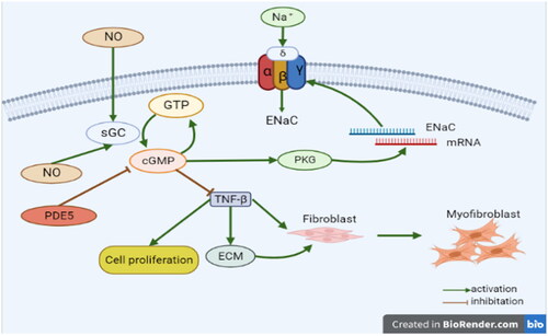 Figure 4. The mechanisms by which the cGMP/PKG signaling pathway is involved in lung disease.