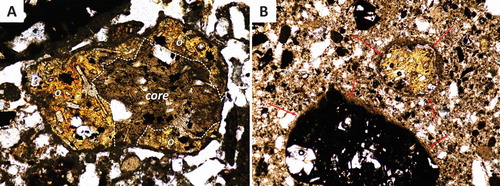 Figure 11. A – Slightly palagonitized sideromelane pyroclast in thin section (plane parallel light) from the ejecta ring of the Pukaki Lagoon maar, Auckland Volcanic Field. Note that the pyroclasts has low vesicularity, it is blocky and has abundant microlites. The core of the pyroclasts (bounded by white dashed line) is still fresh while the outer part (o) became dark yellow indicating gradual palagonitization. The image is about 0.5 mm across; B – Tachylite (black) and sideromelane (yellow) glass in thin section (plane paralell light) from the tuff ring of Crater Hill (Auckland Volcanic Field). Note the palagonitization on the sideromelane glass shard in form of colour changes as well as the thin rim around large pyroclasts forming armoured pyroclasts (arrows). The image is about 2 mm across.