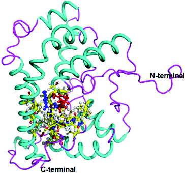 Figure 2. Three-dimensional structure of DehD from Rhizobium sp. RC1; 3D structure of DehD showing ball and stick representation of active site residues in yellow, Arg134 in red and Tyr135 in blue. (Colour version available online at: www.tandfonline.com/tbeq)