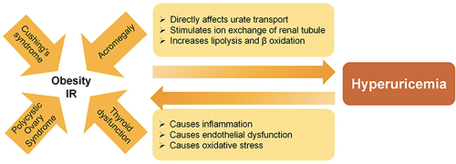 Figure 2 Obesity and IR as an essential factor in endocrine diseases with hyperuricemia. Various endocrine disorders, such as thyroid dysfunction, acromegaly, polycystic ovary syndrome and Cushing’s syndrome are frequently associated with obesity and insulin resistance (IR). IR can lead to hyperuricemia by directly affecting urate transport, stimulating ion exchange in the renal tubule and increasing lipolysis and β-oxidation. Conversely, hyperuricemia may exacerbate IR through inflammation, endothelial dysfunction and oxidative stress.