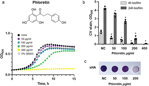 Figure 1. Antibacterial and antibiofilm effect of phloretin on S. mutans. (a) growth curves of S. mutans in the presence of phloretin (coloured curves) in comparison to non-treated control (black curve) and solvent control (5% DMSO, open symbols). (b) the effect of phloretin on early (4 h, light grey) and late (24 h, dark grey) biofilm of S. mutans. Biofilm mass was quantified by CV staining and measuring absorbance at 595 nm. Bars represent the mean of three biological replicates. Error bars show standard deviation. (c) the effect of phloretin on 24 h biofilms of S. mutans formed on sHA. Representative sHA disks with S. mutans biofilm treated with 50 μg/ml, 100 μg/ml and 200 μg/ml of phloretin for 24 h and stained with crystal violet. NC, negative control (bacteria treated with 5% DMSO).