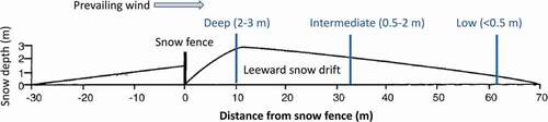 Figure 2. Experimental configuration showing cross section of snowdrift distribution leeward of the snow fence, with locations of core samples (deep, intermediate, low) and corresponding winter snow depths (m) in this study (modified from M. D. Walker et al. Citation1999)