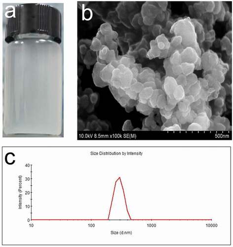 Figure 4. (a) Optical image of NBACA nanohydrogels suspension in ultrapure water. (b) SEM image and (c) particle size distribution of NBACA nanohydrogels