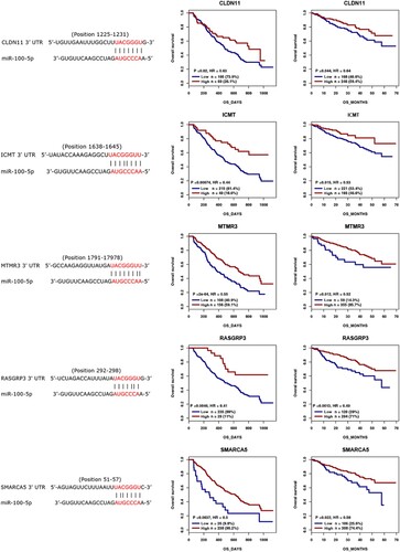 Figure 2. Binding cites predication between miR-100-5p and CLDN11, ICMT, MTMR3, RASGRP3, and SMARCA5 using TargetScan database, and the prognostic role of CLDN11, ICMT, MTMR3, RASGRP3, and SMARCA5 in MM was analyzed using previous cohorts.