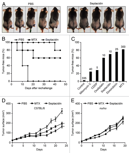 Figure 5. Capacity of septacidin to induce bona fide immunogenic cell death. (A and B) Murine fibrosarcoma MCA205 cells were treated with 10 µM septacidin for 24 h and used to vaccinate C57BL/6 mice (n = 5), which were re-challenged 1 wk later with living cells of the same type. Control animals (n = 5) were vaccinated with an equivalent volume of PBS. Tumor incidence was routinely monitored thereafter. Representative images taken on day 45 are depicted in A. Panel B reports the evolution of tumor incidence over time as a Kaplan–Meier curve. (C) Comparison of the ability of septacidin to promote the immunogenic demise of mouse fibrosarcoma MCA205 cells with that of other immunogenic cell death (ICD) inducers, as per published and unpublished vaccination experiments. Columns report the percentage of mice that failed to develop tumors upon vaccination with MCA205 cells succumbing to the indicated molecule and re-challenge (1 wk later) with living tumor cells of the same type. The number of animals globally employed for these determinations is indicated. (D and E) Living MCA205 cells were injected s.c. into wild-type (D) or nu/nu C57BL/6 mice (E) and tumor growth was routinely monitored thereafter. When tumor surface reached 30–40 mm2, mice (n = 5 per group) received 7.78 mg/kg septacidin, 0.33 mg/kg mitoxantrone (MTX) or an equivalent volume of PBS, as a single intratumoral injection. * = P < 0.05 (Log-rank test), as compared with PBS-treated animals.