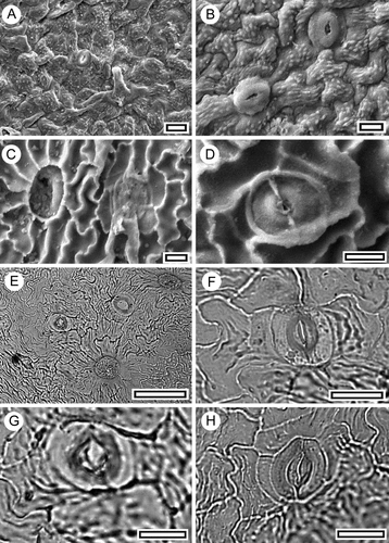 Fig. 17 Angiosperm Parataxon CUT-Z-GEF. A, SEM view of outer adaxial surface (S-1735, scale = 20 μm); B, SEM view of outer adaxial surface (S-1745, scale = 10 μm); C, SEM of inner adaxial surface showing base of trichome (left) and stomatal complex (right) (S-1745, scale = 10 μm); D, SEM view of inner adaxial surface of single stomatal complex (S-1745, scale = 10 μm); E, TLM view of adaxial surface showing stomatal complexes and trichome (SL5753, scale = 50 μm); F, TLM view of stomatal complex with poorly distinguished contact cells with a vaguely radial orientation and attached by a short edge (SL5715, scale = 20 μm); G, TLM view of stomatal complex showing a tangentially oriented polar subsidiary cell at base and a small lateral subsidiary cell at right (SL5715, scale = 20 μm). H, TLM view of stomatal complex showing an arcuate tangential division, which has produced a cuspate lateral subsidiary cell (left of stoma). A tangentially oriented polar subsidiary cell (top of stoma) may also be the result of a tangential division (SL5715, scale = 20 μm).