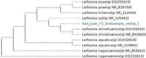 Figure 6. The dendrogram shows the phylogenetic diversity of bacteria on 16S rRNA gene sequencing with accession numbers. Isolates were collected in root nodules of mung beans under the lahar-laden soil of San Juan (S.Ju).