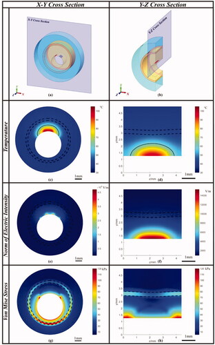 Figure 4. The temperature, electrical intensity, Von Mises Stress distribution in X–Y and Y–Z cross-sections after 6 s heating with constant RF voltage 25 V. (a, b) the illustration of X–Y and Y–Z cross-sections; (c, d) the temperature distribution; (e, f) the electrical intensity distribution; (g, h) the Von Mises stress distribution. The dotted lines represent the boundary of the plaque and healthy artery, respectively. The solid black line represents the 60 °C isothermal line. Scale bar: 1 mm.