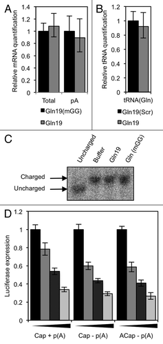 Figure 7. Translation repression by 5′ tRFs does not occur by mRNA or tRNA degradation, and does not involve the mRNA cap structure or poly(A) tail. (A) tRFs do not trigger mRNA deadenylation or degradation. An in vitro translation reaction was performed in the presence of 10 µM Gln19 or Gln19(mGG) and total and polyadenylated Renilla luciferase mRNA quantified by qPCR, using random hexamers or dT20 reverse transcription primers respectively. (B) tRFs do not change tRNA abundance. HeLa cells were transfected with either Gln19 or Gln19(Scr), and after 24 h, tRNA(Gln) quantified using qPCR are shown normalized to 5S abundance. (C) tRFs do not trigger a tRNA charging defect. An in vitro translation reaction was performed in the presence of either buffer, 10 µM Gln19 or 10 µM Gln19(mGG). The amounts of charged tRNA(Gln) and uncharged tRNA(Gln) in each sample were resolved using an acidic gel. (D) mRNAs were synthesized in vitro that contain either a cap analog plus a poly(A) tail, a cap analog and no poly(A) tail, or a non-functional cap analog and no poly(A) tail. These mRNAs were used in an in vitro translation reaction in the presence of Gln19. The concentrations of oligonucleotide used were 0, 2.5, 5 and 10 µM. Results shown are the mean of three independent experiments, and error bars represent standard deviations. Cap: m7G(5′)ppp(5′)G. ACap: A(5′)ppp(5′)G. p(A): poly(A) tail.