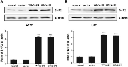 Figure 1 SHP2 expression in normal, vector, WT-SHP2, and MT-SHP2 A172 and U87 cells. (A and B) Western blotting analysis was used to measure the expression of SHP2 following transduction with LV-NC, LV-SHP2, and LV-E76K MT-SHP2 in A172 and U87 cells. β-actin was used to ensure equal loading. The data are presented as the means ± SEM (***P<0.001).Abbreviations: SHP2, Src homology-2 domain-containing protein-tyrosine phosphatase-2; WT, wild type; MT, mutant; LV, lentivirus; NC, negative control.