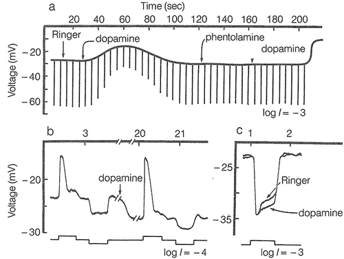 Figure 2 The effects of dopamine on intracellularly recorded responses of a horizontal cell, depolarizing bipolar cells, and red cone. (a) Dopamine depolarized the horizontal cell and reduced its light responsiveness. The effects of dopamine were blocked by the antagonist phentolamine. (b) Dopamine hyperpolarized the bipolar cell; following dopamine application the depolarizing response to center illumination (raised abscissa) was increased, while the hyperpolarizing response to annular illumination (decreased abscissa) was decreased. (c) Dopamine caused no change in the resting membrane potential of the cone. It did affect the waveform of the response, however, making the response squarer. The change in waveform reflects, presumably a decrease of horizontal feedback onto the receptor. Log I relative flash intensity. With permission from the “The Retina: An approachable part of the brain”. J. E. Dowling, Harvard University Press, 2012, figure adapted and modified from Hedden and Dowling (1978).Citation24