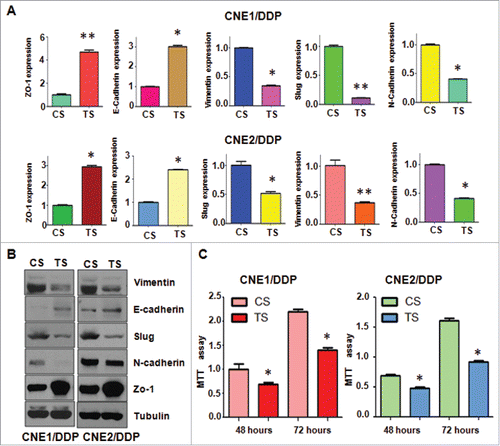Figure 6. Depletion of TAZ regulates expression of EMT markers in PR cells. A, Real-time RT-PCR was performed to quantify mRNA expression of EMT markers in CR cells transfected with TAZ siRNA. *P< 0.05; **P< 0.01 compared with control siRNA. B, Western blotting analysis was used to measure the expression of EMT markers in CR cells transfected with TAZ siRNA. C, MTT assay was performed in CNE/DDP cells treated with TAZ siRNA. *P < 0.05 vs control siRNA.