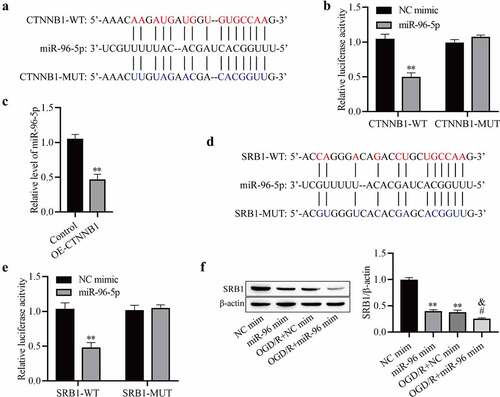 Figure 4. CircCTNNB1 regulates SRB1 protein expression by sponging miR-96-5p. (a) The binding sites between miR-96-5p and WT or MUT circCTNNB1. (b) Luciferase activity was determined using a dual-luciferase assay. (c) RT-qPCR assessed miR-96-5p expression. (d) The binding sites between miR-96-5p and WT or MUT SRB1. (e) Luciferase activity was determined using dual-luciferase assays. (f) Western blotting measured SRB1 protein expression. **P < 0.01 vs. Control; #P < 0.05 vs. miR-96-5p mimic; &P < 0.05 vs. OGD/R+ miR-NC mimic.