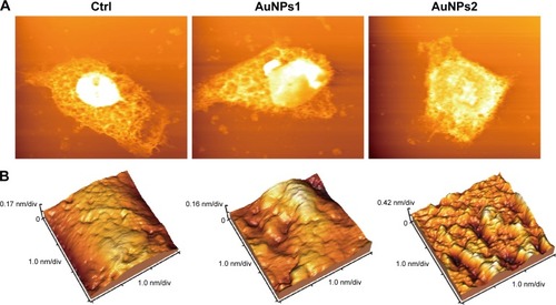 Figure 9 AFM images demonstrate the uptake of AuNPs by SW620 cells.Notes: (A) Representative morphology images of SW620 cells of the control group and AuNPs group. (B) Representative cellular surface ultrastructure images of SW620 cells (AuNPs1: 10 ng/mL; AuNPs2: 25 ng/mL).Abbreviations: AFM, atomic force microscope; AuNPs, gold nanoparticles; Ctrl, control.