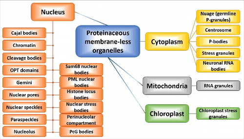 Figure 6. Diversity of PMLOs found in eukaryotic cells. Schematic representation of the multitude of cytoplasmic, nuclear, mitochondrial and chloroplast PMLOs.