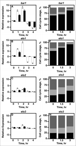 Figure 4. VLCFA elongation is required for cell cycle arrest during yeast mating. A-D, 1 × 107 cells/ml were incubated with 20 μg/ml α factor and cell aliquots were collected at 0, 1, 2, 3, 4, hr. Total RNA was used to determine the mRNA expression levels of CLN1 and CLN2 using qRT-PCR. CLN1 (white bars); CLN2 (black bars). E-H, cells were stimulated with 20 µg/mL α-factor. DNA content was measured using propidium iodide. Data was analyzed using BD CellQuest software. n = 5; G1 phase cells, black bars; S phase cells, light gray; G2M phase cells, dark gray.