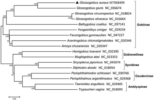 Figure 1. A phylogenetic tree of gobiid fish species constructed with the mitogenomes using ME algorithm. A number at each node indicates bootstrap value (1000 replicates).