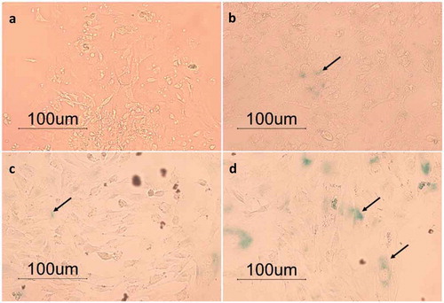 Figure 2. Senescence-associated beta-galactosidase staining. (a-d): bGCs from the 1st passage, 3rd passage, 7the, and 14th passage (200X total magnification).