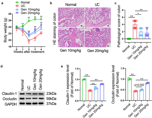 Figure 1. Geniposide alleviates weight loss and colonic tissue damage in UC mice. UC model mice were treated with different doses of geniposide (10 mg/kg or 20 mg/kg) for 4 weeks. (a) The body weight of mice in each group was recorded weekly. (b) HE staining was used to detect the histological changes in colon tissues in each group. (c) related to B. The pathological score of colon tissues of mice in each group was calculated according to HE staining. (d) Representative western blot showing the protein expression levels of Claudin-1 and Occludin in colon tissues of each group of mice. (e) related to D. Relative quantitative analysis of the protein expression levels of Claudin-1 and Occludin in colon tissues of each group. A-C, n = 6. D-E, n = 3. *p < 0.05, **p < 0.01.