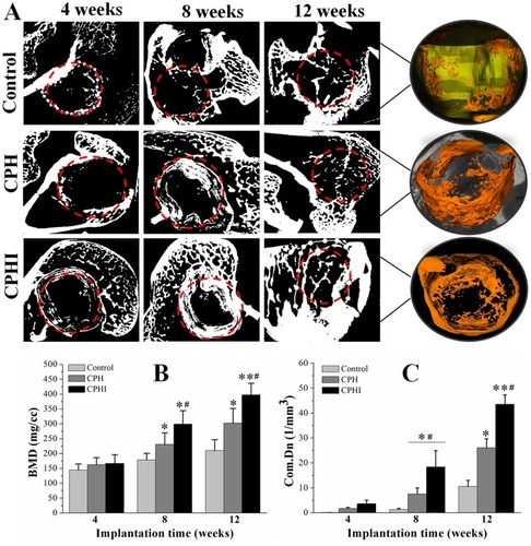 Figure 5 Micro-CT analysis of new bone. (A) Micro-CT scan images showing the level of regenerated bone tissue after 4–12 weeks. (B) Bone mineral density (BMD) of the regenerated bone tissue after 4–12 weeks. (C) Tissue connective density (Conn.Dn) of the regenerated bone tissue after 4–12 weeks. Data display the mean relative values calculated from three independent experiments (mean ± SD). * p < 0.05; ** p < 0.01; * is the significance compared to defect control, #is the significance compared to 8 weeks. Red dotted circles: defect areas.