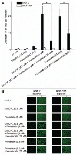 Figure 4 The effect of fluvastatin and Mito-CP11 on the extent of cell death in MCF-7 and MCF-10A cells. (A) MCF-7 and MCF-10A cells were treated with Mito-CP11 (0.5 µM) with or without fluvastatin (1 µM) and mevalonate (20 µM) for 48 h, and dead cells were monitored by staining with SYTOX Green. To measure the total cell number, cells were treated with digitonin (120 µM) when staining with SYTOX Green. Fluorescence intensity from cells grown in 96-well plate was measured using a plate reader (excitation wavelength, 485 nm and the emission wavelength 535 nm). (B) Fluorescence microscopy pictures were obtained using FITC filters under the same experimental cell culture conditions as in (A). Asterisks above a column indicate a statistical comparison between the indicated treatment and the control (*p < 0.05).