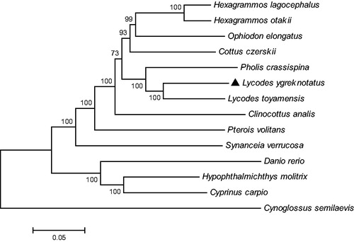 Figure 1. The phylogenetic relationship of the Lycodes ygreknotatus with other fish species. The species used in the phylogenetic analysis are Hexagrammos lagocephalus (KP682334.1), Hexagrammos otakii (KR362879.1), Ophiodon elongates (NC_026887.1), Cottus czerskii (NC_025242.1), Pholis crassispina (AP004449.1), Lycodes toyamensis (NC_004409.1), Clinocottus analis (NC_013828.1), Pterois volitans (NC_025290.1), Synanceia verrucosa (KP789313.1), Danio rerio (NC_002333.2), Hypophthalmichthys molitrix (NC_010156.1), Cyprinus carpio (NC_001606.1), and Cynoglossus semilaevis (NC_012825.1).