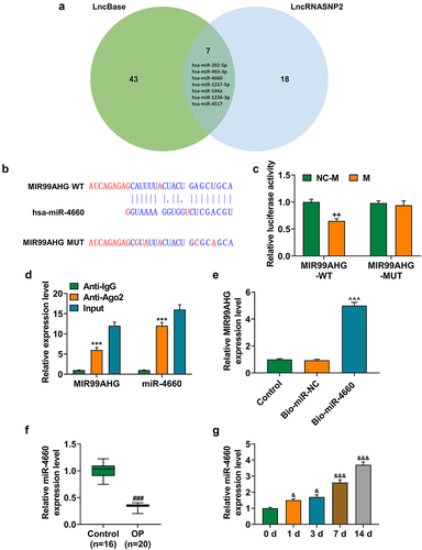 Figure 5. MiR-4660, the candidate miRNA, could bind with MIR99AHG and was downregulated in BMSCs yet upregulated during osteogenic differentiation induction. (a) LncBase (http://carolina.Imis.athena-innovation.Gr/diana_tools/web/index.php) and LncRNASNP2 (http://bioinfo.Life.hust.edu.cn/lncrnasnp#!/) were used to sort and identify the candidate miRNA which could bind with MIR99AHG, and the results were summarized via a Venn diagram. (b-c) Putative binding sites between miR-4660, the candidate miRNA and MIR99AHG were downloaded from LncBase (b), and dual-luciferase reporter assay was used to confirm the results (c). (d-e) Both RNA immunoprecipitation assay (d) and RNA pull down assay (e) confirmed that miR-4660 could bind with MIR99AHG. (f) Relative miR-4660 expression in BMSCs on days 1, 3, 7, and 14 post osteogenic differentiation was further measured with qRT-PCR. U6 was the internal reference. All experiments have been performed independently in triplicate and data were expressed as mean ± standard deviation (SD). ++p<0.001, vs. NC-M; ***p<0.001, vs. anti-IgG; ^^^p<0.001, vs. Bio-miR-NC; &p<0.05, &&&p<0.001, vs. 0 d. miR, miRNA: microRNA; WT: wild-type; MUT: mutated; M: miR-4660 mimic; NC-M: negative control for mimic; IgG: Immunoglobulin G; Ago2: Argonaute 2.