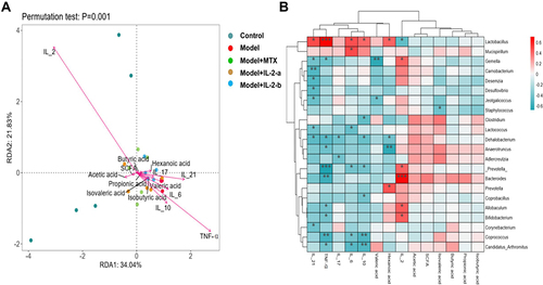 Figure 6 Correlations among gut microbiota, metabolites, and cytokines. (A) RDA of phylum level; IL-2 had the strongest correlation with the microbiota composition. SCFA: acetic, propionic, and butyric acids, along with isobutyric, isovaleric, valeric, and hexanoic acids. Cytokines: IL-2, IL-6, IL-17, IL-10, IL-21, and TNF-α. (B) Heatmap of Spearman correlation coefficients. IL-2 was positively correlated with Bacteroides abundance (P < 0.001). Positive correlations are shown using red color, while negative correlations are shown using blue color. Significance is indicated as: *P < 0.05, **P < 0.01, ***P < 0.001.