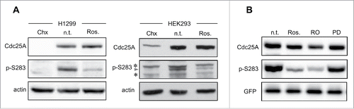 Figure 3. Cdc25A serine 283 phosphorylation is reduced upon treatment of cells with cyclin-dependent kinases inhibitors. (A) Exponentially growing H1299 (upper panel) or HEK293 cells (lower panel) were treated for 1 h with either 50 μg/ml cycloheximide (Chx) or 50 μM roscovitine (Ros.). n.t.: untreated control cells. The corresponding cell extracts were analyzed by western blot with the indicated antibodies. Arrow: position of Cdc25A. Asterisks: nonspecific cross-reacting polypeptides. (B) HEK293 cells were transfected with a bicistronic plasmid vector encoding wild-type Cdc25A together with GFP, used as a control for transfection efficiency. Twenty-four h after transfection the cells were either left untreated (n.t.) or treated for 2 h with different CDK inhibitors: Ros. : roscovitine (50 μM), RO: RO3306 (10 μM), PD: PD0332991 (CDK 4/6 inhibitor,1 μM, used as a control). The corresponding protein samples were immunoblotted with the indicated antibodies.