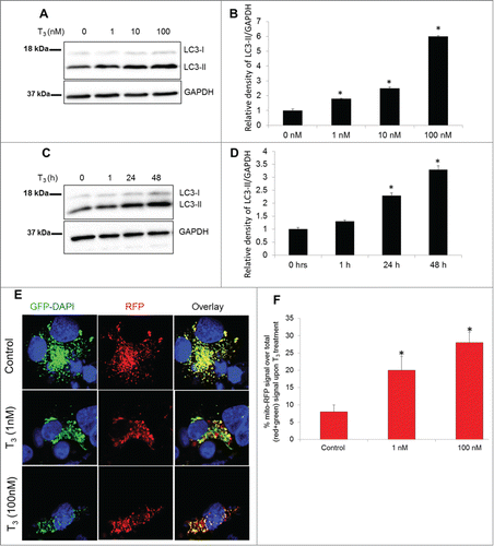 Figure 3. T3 increases autophagy and mitophagy in hepatic cells. (A and B) Representative immunoblot and quantitation showing LC3-II levels in THRB-HepG2 cells treated with indicated doses of T3 for 48 h. Bars represent the mean of the respective individual ratios ±SD (n = 3, *P < 0 .05). (C and D) Representative Immunoblot and quantification showing LC3-II levels in THRB-HepG2 cells treated with 100 nM T3 for indicated time periods. Bars represent the mean of the respective individual ratios ±SD (n = 3, *P < 0 .05). (E) Monitoring mitophagic flux using dual fluorescence Mito-mRFP-EGFP reporter (pAT016). Lysosomal delivery of the tandem fusion protein Mito-mRFP-EGFP along with entire mitochondria results in differential quenching and degradation of the 2 individual fluorochromes, thus allowing for visual analysis of mitophagic flux. THRB-HepG2 cells transiently expressing Mito-mRFP-EGFP were treated with 1 nM or 100 nM T3 for 48 h followed by visualization using confocal microscopy (40X magnification). Nuclei were stained with DAPI (blue). In the images, fluorescence signals indicates the expression of Mito-mRFP-EGFP targeting mitochondria: yellow color, no mitophagy or normal cytosolic mitochondria; red color, mitophagy or mitochondria inside lysosomes. (F) Quantitative analysis of the RFP (red-only) fluorescence to denote % mitophagy was done. Quantification of images (at least 20 transfected cells per each sample in 3 different fields) was conducted with ImageJ software. Bars represent the mean of the respective individual ratios ±SD (*, P < 0 .05).