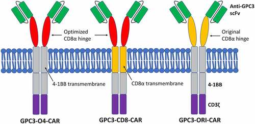 Figure 2. Diagrams of different GPC3-CAR structures