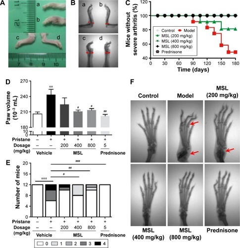 Figure 6 Progression of arthritis in BALB/c mice from each group.