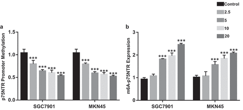 Figure 2. The effect of Ibuprofen on the promoter methylation and m6A-p75NTR in SGC7901 and MKN45 cells. (a) The OneStep qMethyl Kit results of p75NTR in SGC7901 and MKN45 cells. (b) RNA immunoprecipitation using m6A antibody and quantification of p75NTR mRNA levels in control and Ibuprofen-treated gastric cancer cells. Results are represented as mean fold-change ± SD (n = 3). Statistical significance was determined by one-way ANOVA with the Bonferroni multiple comparisons test (***p < 0.001).