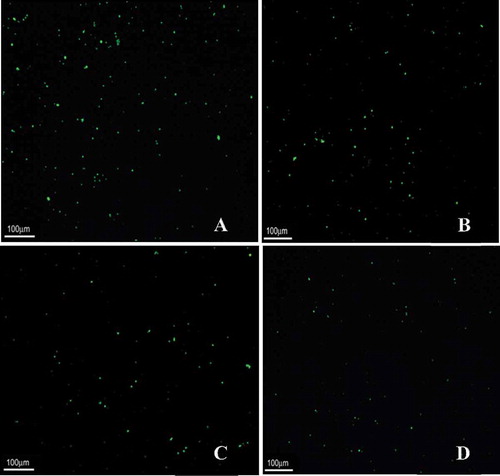 Figure 3. Live yeasts in yeast–water suspention shown in epifluorescence light microscopy after staining with FDA. Magnification: × 10.